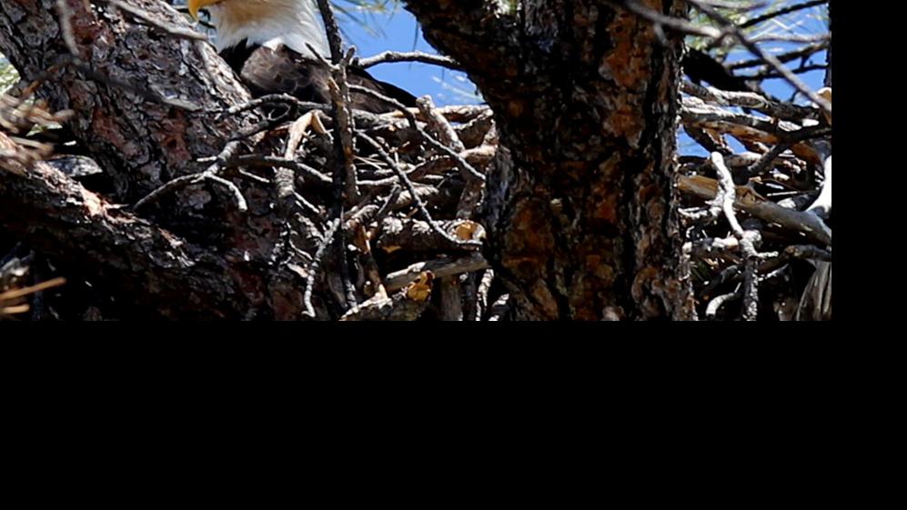 Photos: Picking up chicks -- and weighing them