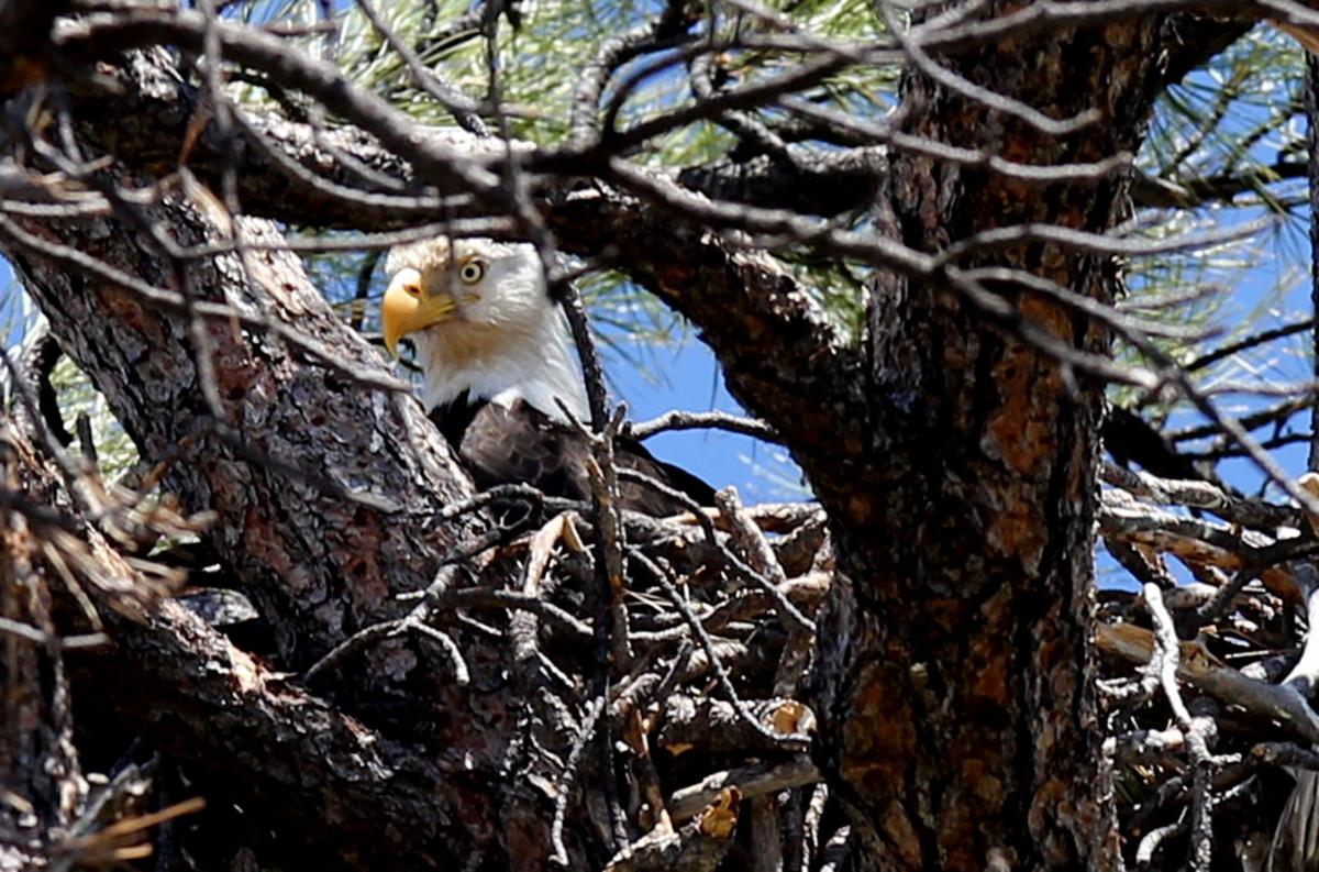 Bald Eagle sightings are more common than suggests