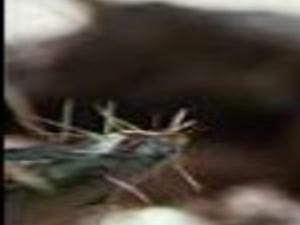 Know Your Basics Before Hunting For Gambel S Quail Azdailysun Com