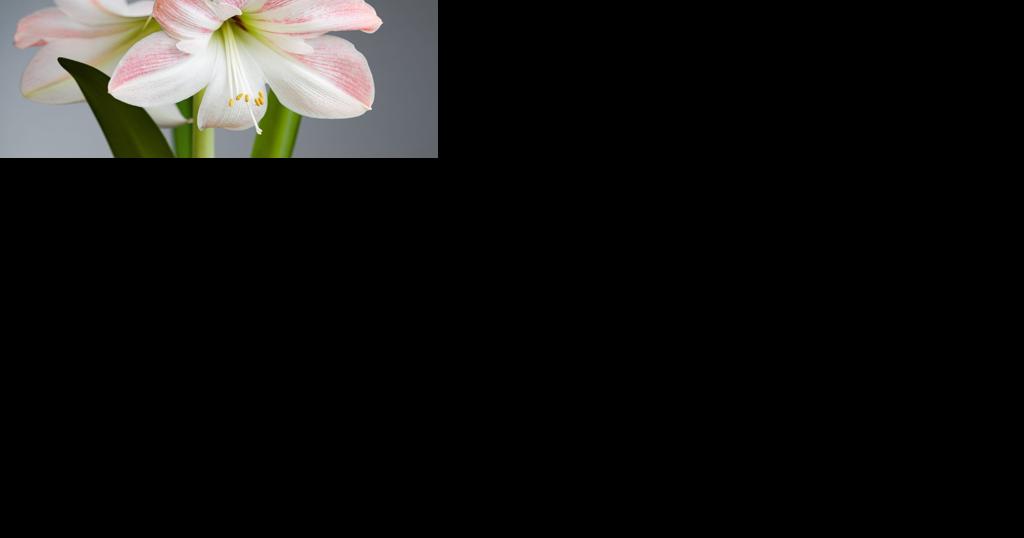 Why are hummingbird numbers declining? | Local News - Vimarsana News