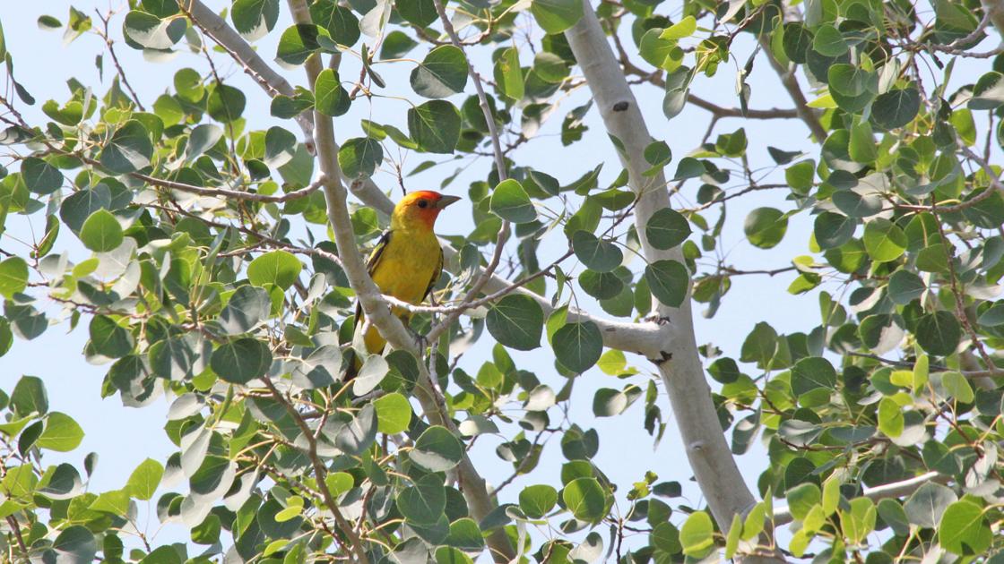 Gardening Etcetera: Can we plant aspens in Flagstaff? Solely the place it is cool | Native