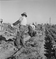 MEXICAN AMERICANS AND THE UFW