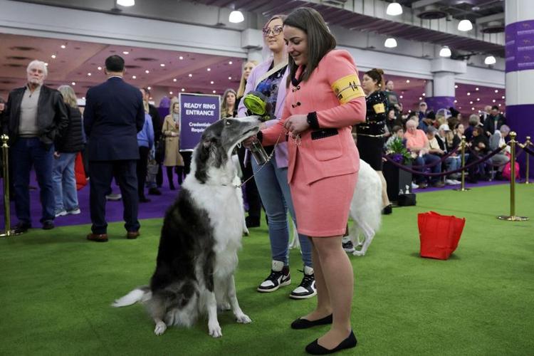 FILE PHOTO: A hair brush is seen during the 149th Annual Westminster Kennel Club Dog Show at the Jacob Javits Convention Center in New York City