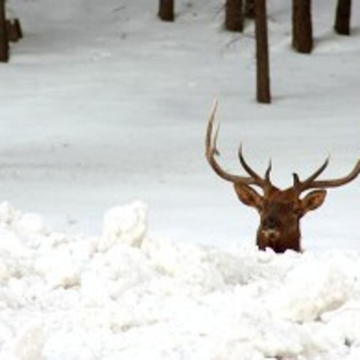 1 000 Words Up To The Antlers In Snow Local Azdailysun Com