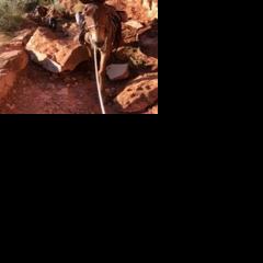 Rock slides on Bright Angel put Grand Canyon mule trips on hold - Vimarsana News
