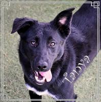 CHA Pet of the Week: Tanya