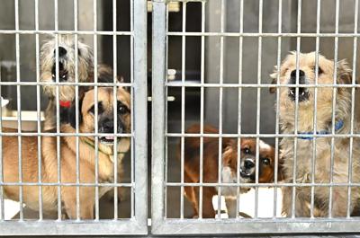 Dogs in a cage at the Chesterfield Square Animal Services Center in Los Angeles in 2022.