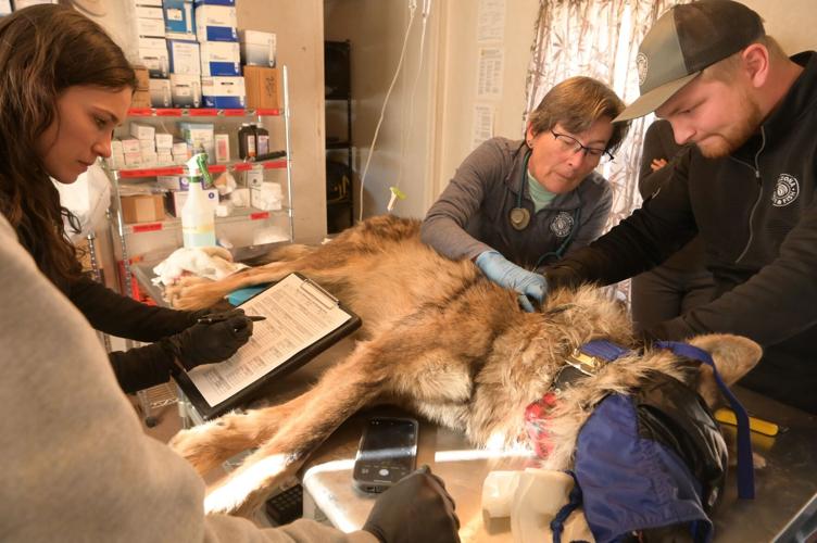 Mexican Wolf Exam