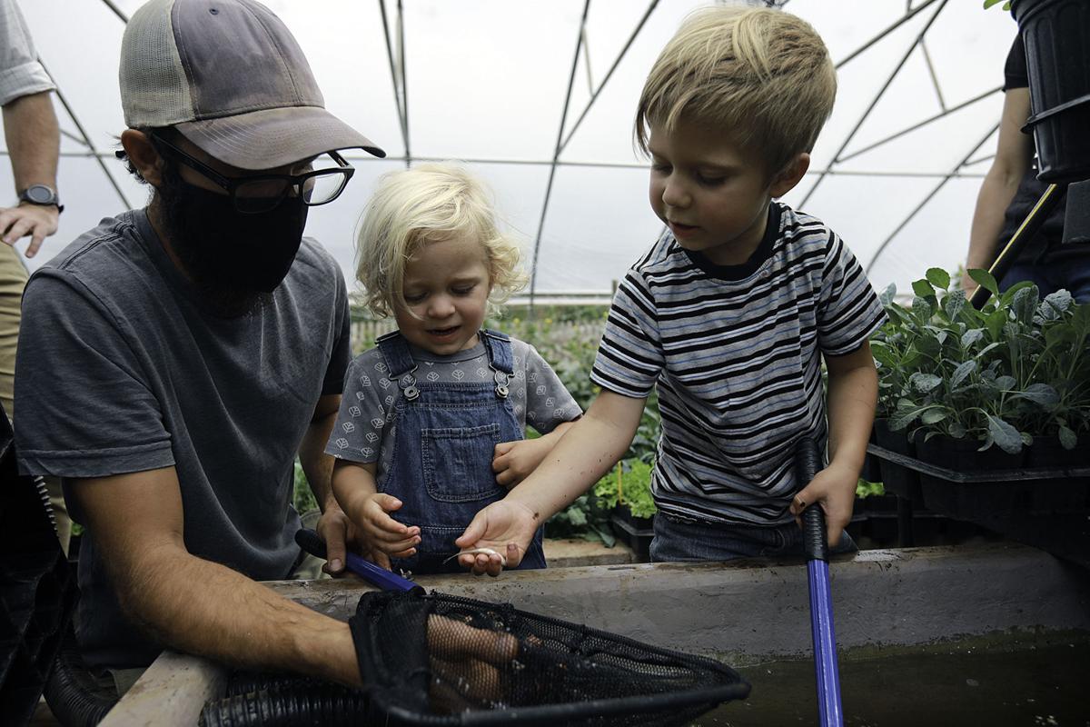 Forestdale Farm Fish Experiment