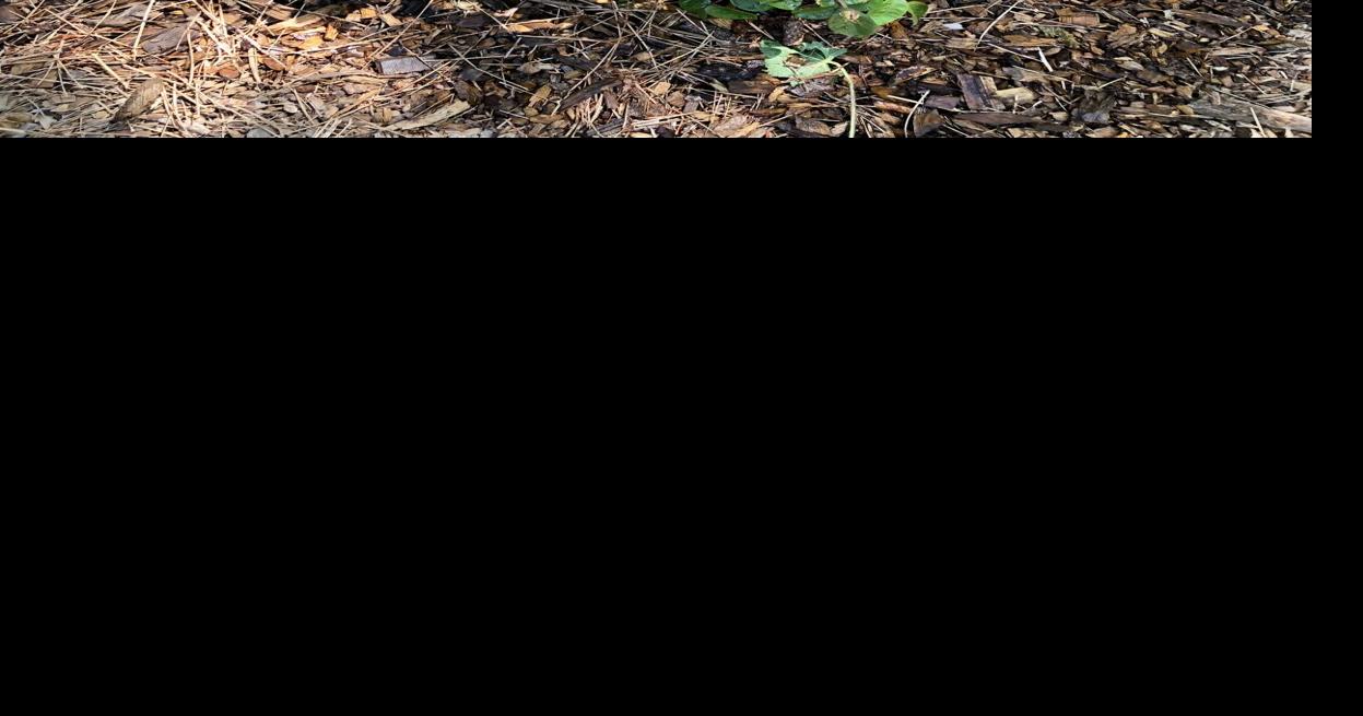 Gardening Etcetera: Rooting cuttings from a favorite rose | Local News ...