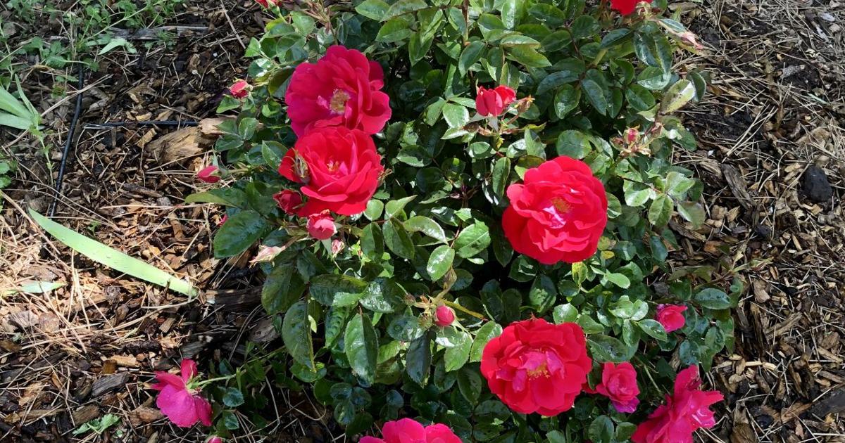 Gardening Etcetera: Rooting cuttings from a favorite rose | Local News ...