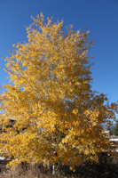 Gardening Etcetera: How Oystershell Scale can affect aspen trees