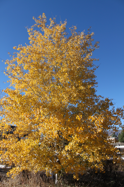 Aspen