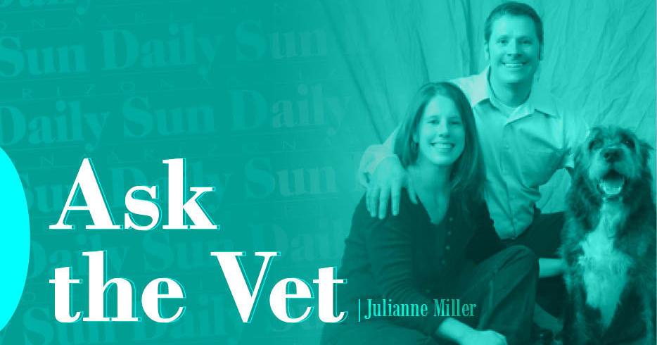 Ask The Vet: Protecting your dogs from rattlesnakes - Vimarsana News