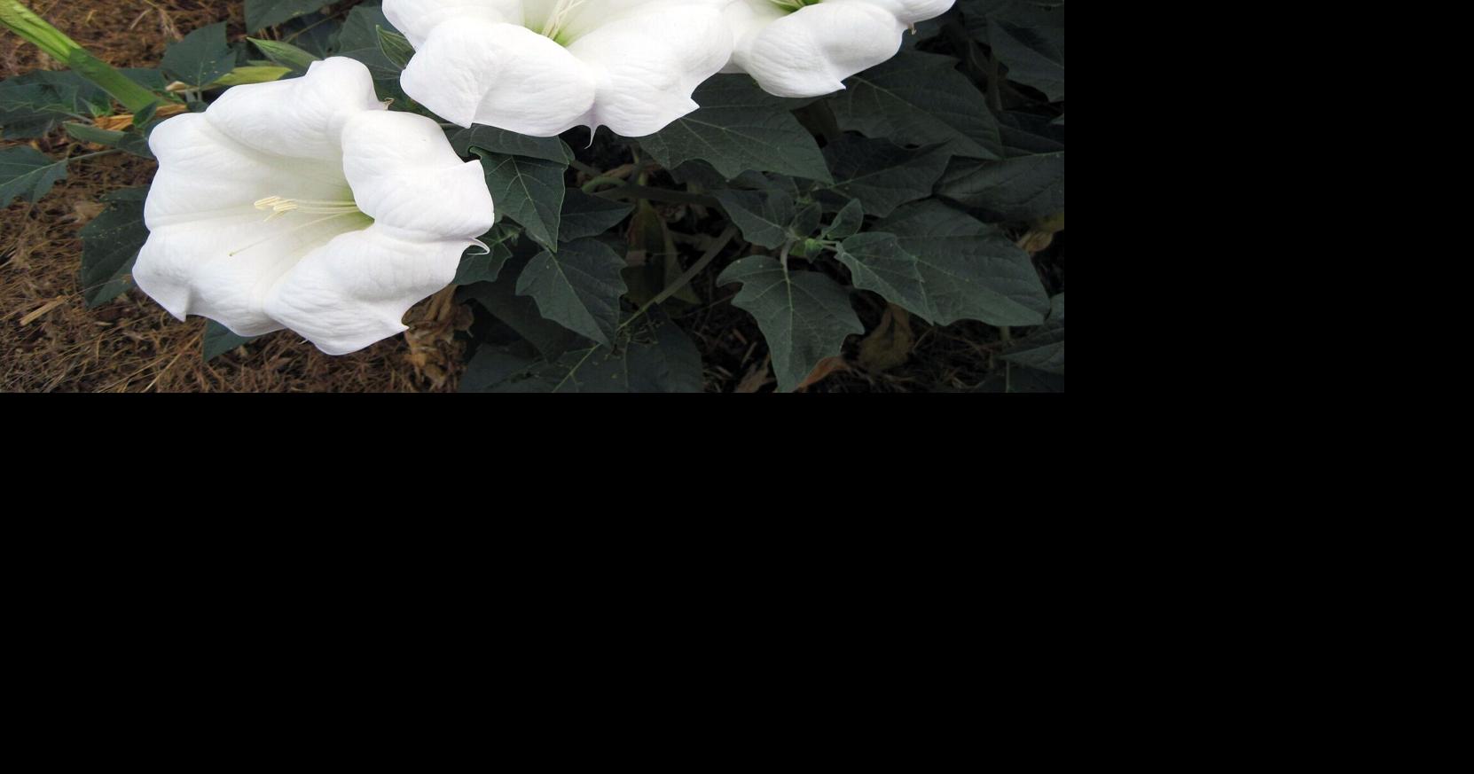 Sacred_datura_.jpg