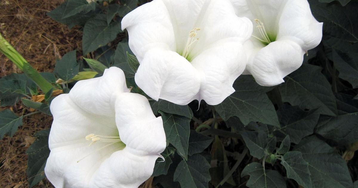 Sacred_datura_.jpg