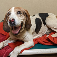 Pet of the Week: Snouts