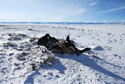 Wolves Killed Colorado