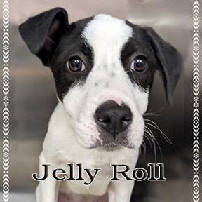 CHA Pet of the Week: Jelly Roll - Vimarsana News