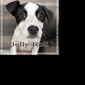 CHA Pet of the Week: Jelly Roll