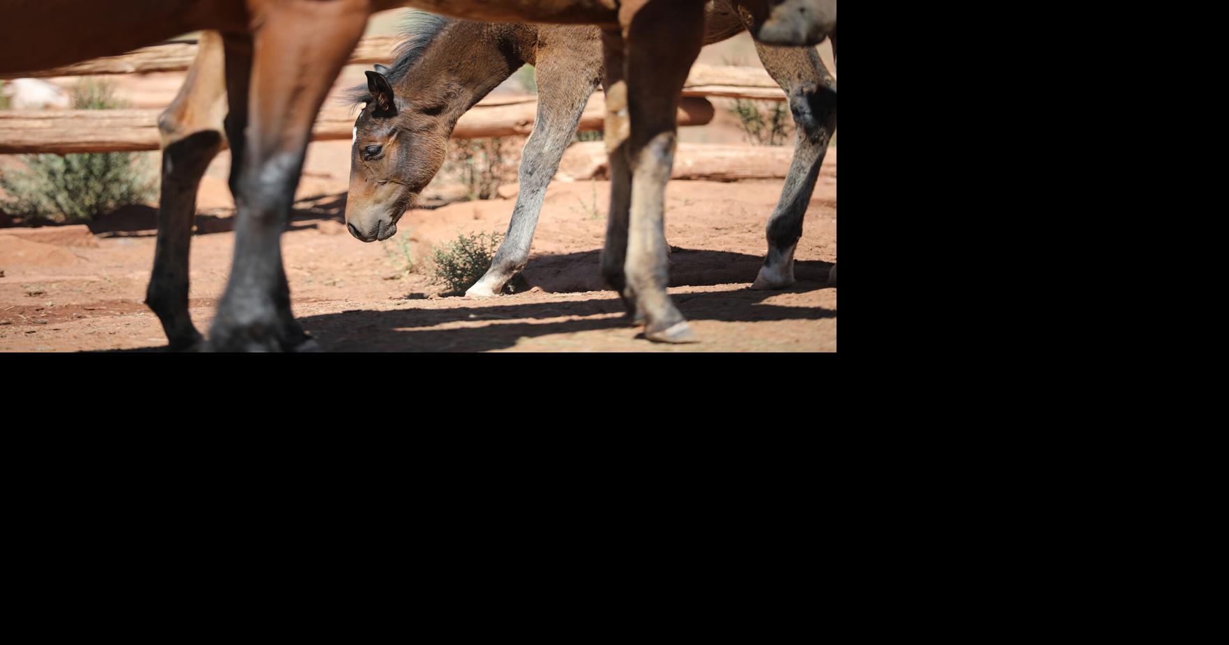 Gallery Crowds gather for the annual Babbitt Ranches Hashknife Colt