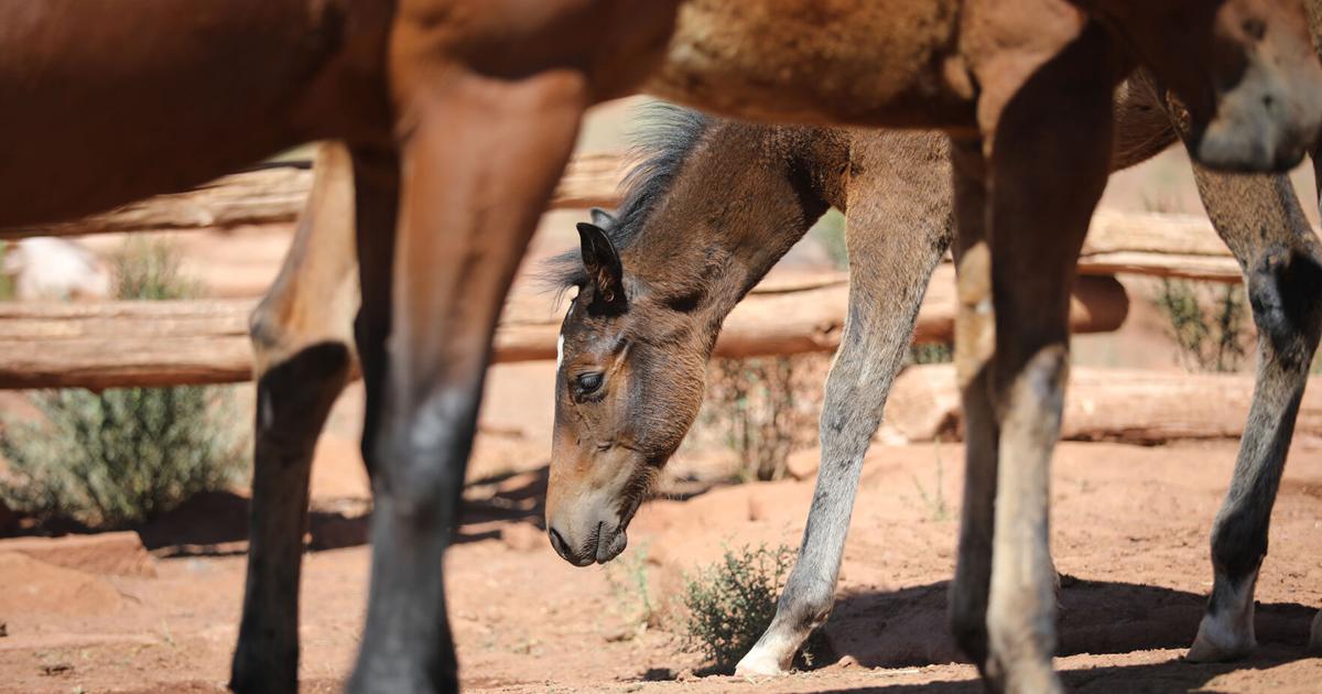 Gallery: Crowds gather for the annual Babbitt Ranches Hashknife Colt ...