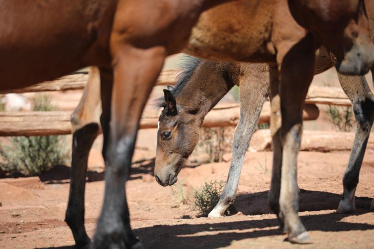 Babbit Ranch Hashknife Gallery: Crowds gather for the annual Babbitt Ranches Hashknife Colt ...