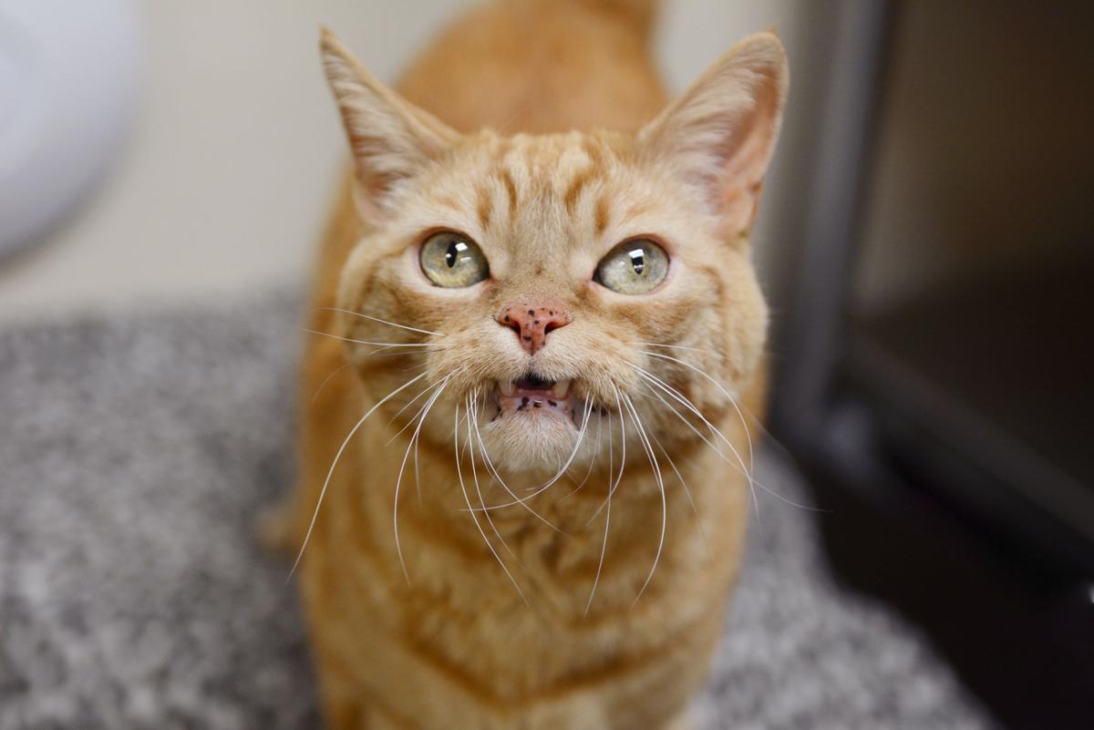 Pet of the Week: Jesse | Local | azdailysun.com