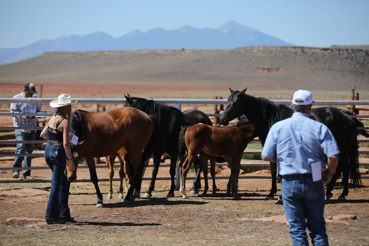Gallery Crowds gather for the annual Babbitt Ranches Hashknife Colt