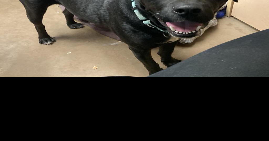 Pet of the Week Odin