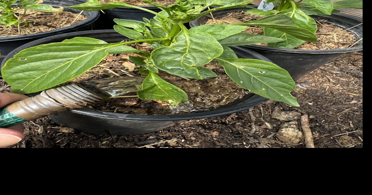 Letter from Home: Time to Water