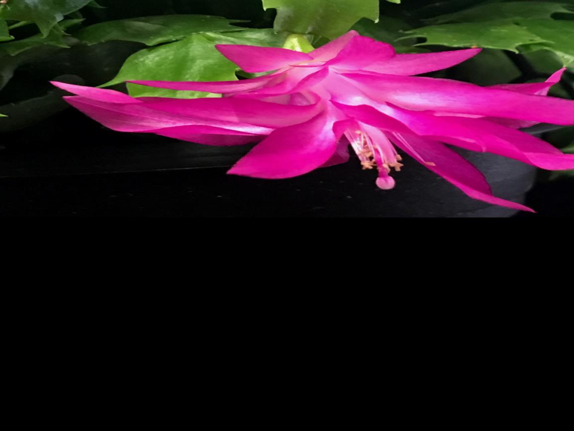 On Gardening The Christmas Cactus A National Treasure Local Azdailysun Com