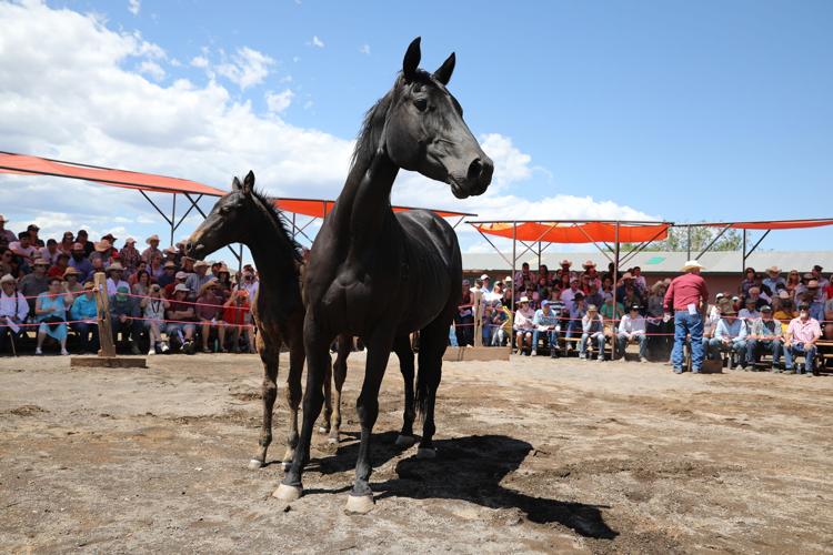Babbit Ranch Hashknife Gallery: Crowds gather for the annual Babbitt Ranches Hashknife Colt ...