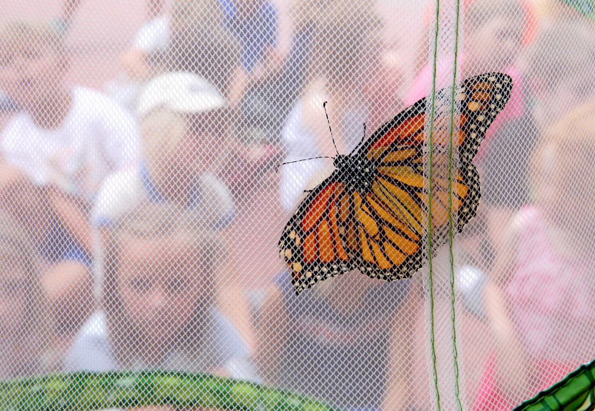 Gardening Etcetera Create A Monarch Waystation In Your Yard
