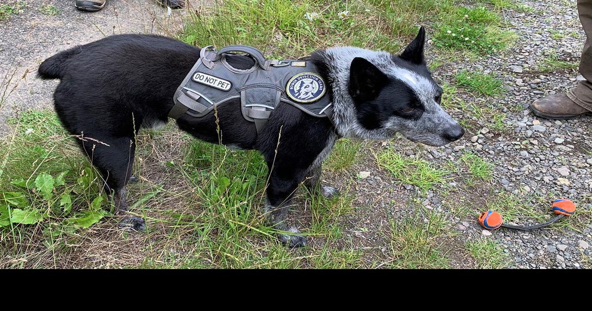 EarthTalk: What are conservation dogs?