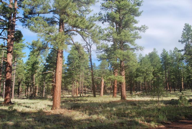 Resilient Forest