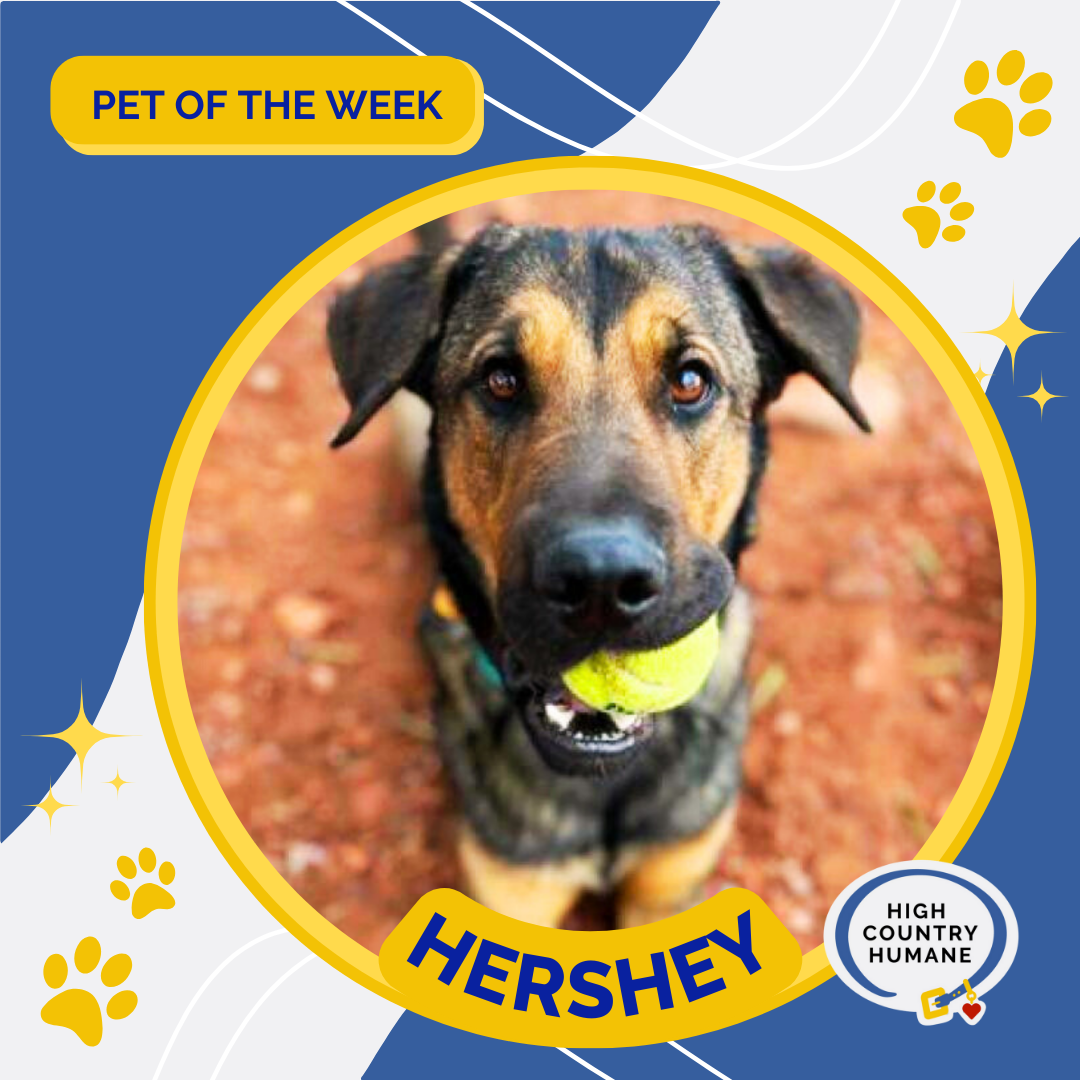 HCH Pet Of The Week: Hershey | Local News | Azdailysun.com