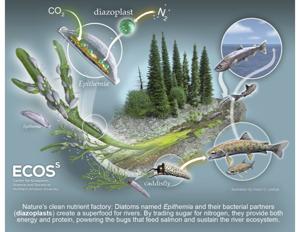 Northern Arizona University study looks at how interactions between diatoms and bacteria contribute to an ecosystem