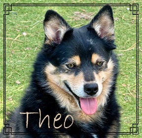 CHA Pet of the Week: Theo