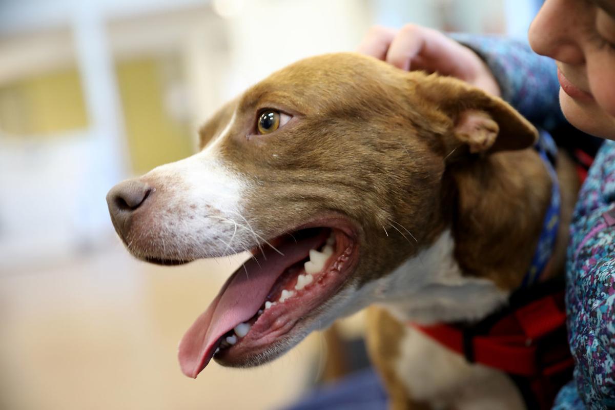 High Country Humane animal shelter sees its first critters, two legs