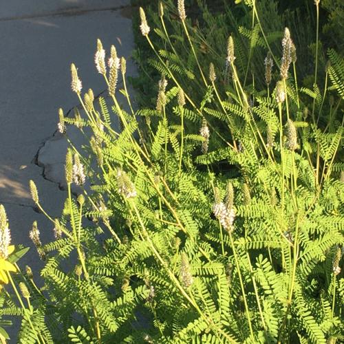 foxtail dalea, native.jpg