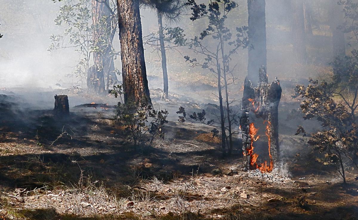 Mars Hill wildfire sparked by improperly doused campfire Local