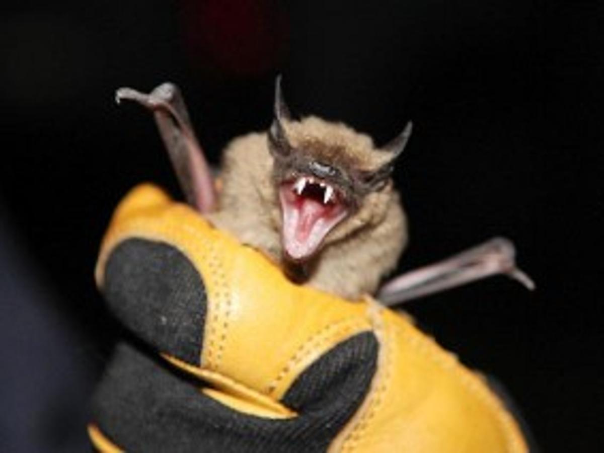 Flagstaff Az Wildlife Control Bat Squirrel Raccoon Removal