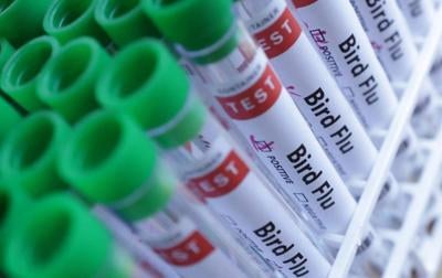 Illustration shows test tubes labelled "Bird Flu" words