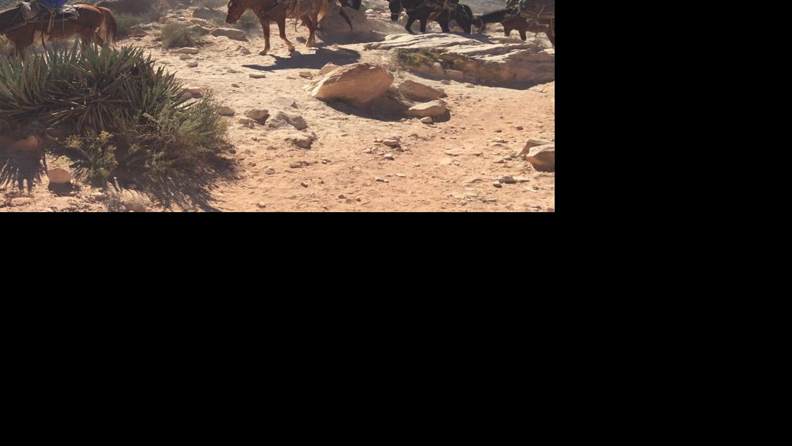 Havasupai tribal member arrested on animal cruelty charges