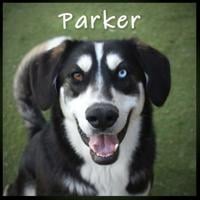 CHA Pet of the Week: Parker