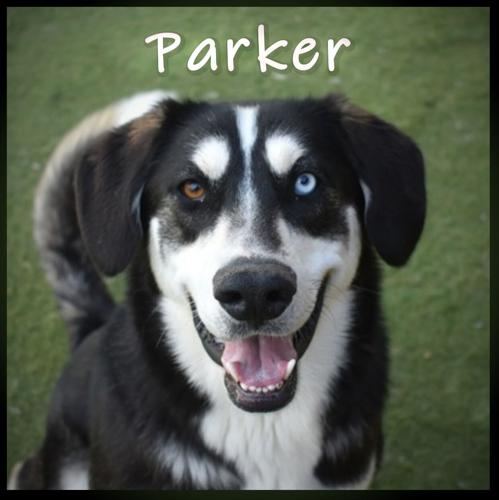 Parker