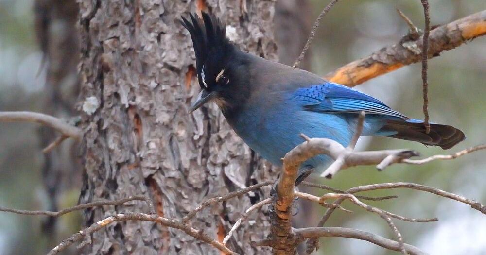 Why are hummingbird numbers declining? | Local News - Vimarsana News