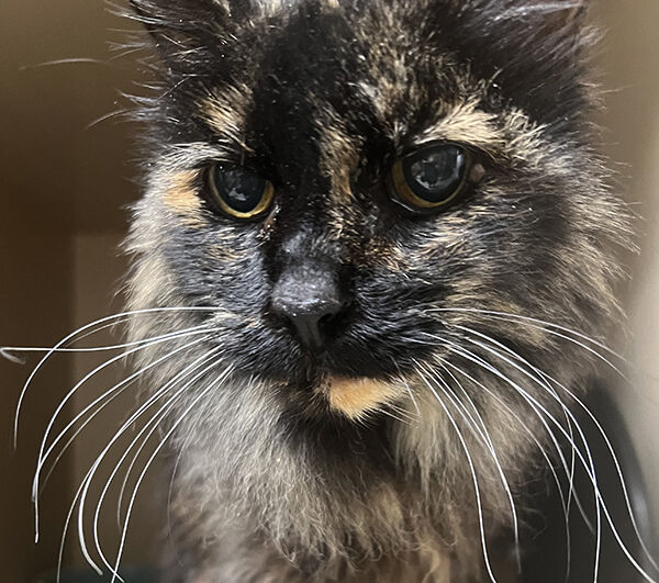 CHA Pet of the Week: Persimmon