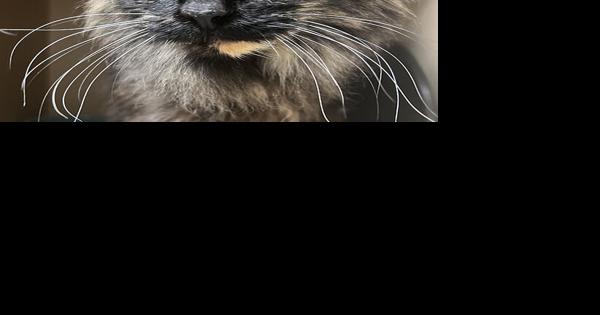 CHA Pet of the Week: Persimmon - Vimarsana News